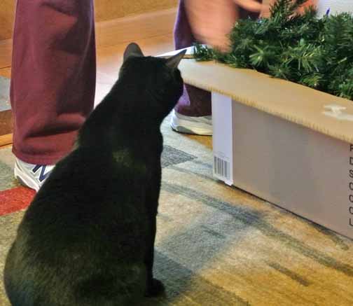 Yep, you were right Dad P. This is the right box. It fitted and it sitted perfectly!