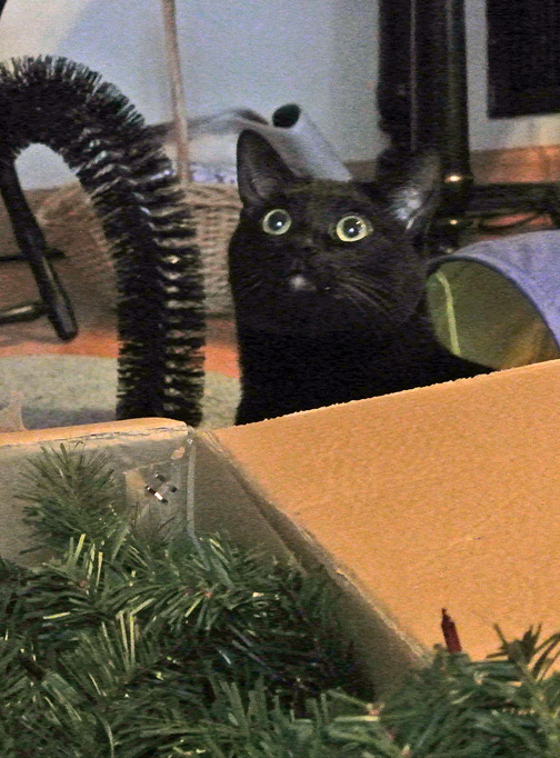 Dad P? Can our Christmas Tree come out again to be with me next year?
