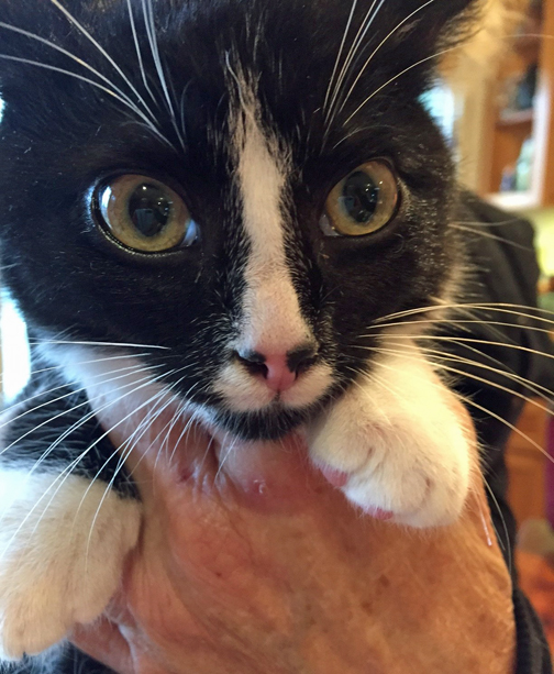 Oh Hi! My pleasure to meet you. Do you have treats?