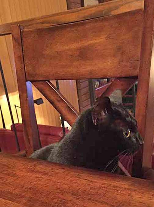 WELL!! I never!! How rude to label food so I can't have it