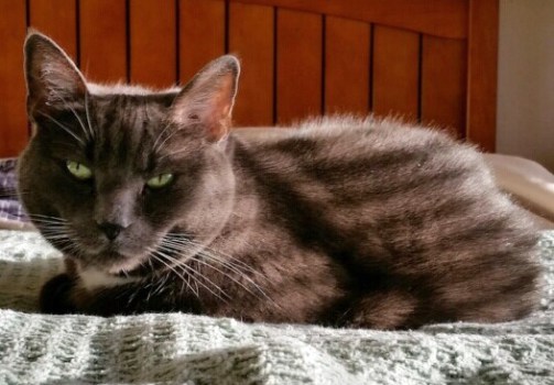 I think my new Tabby Cat Stripes look wonderful on my gray furs