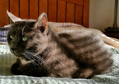 Hope Mom L gets the message—I miss The Tabby Cat Club