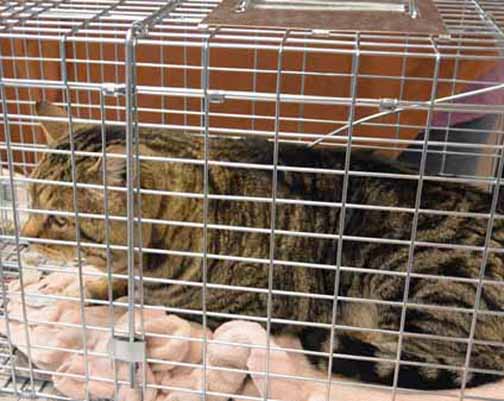 Mr Tabby weighed in at 13 pounds