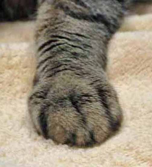 Don't make me smacky paw you!