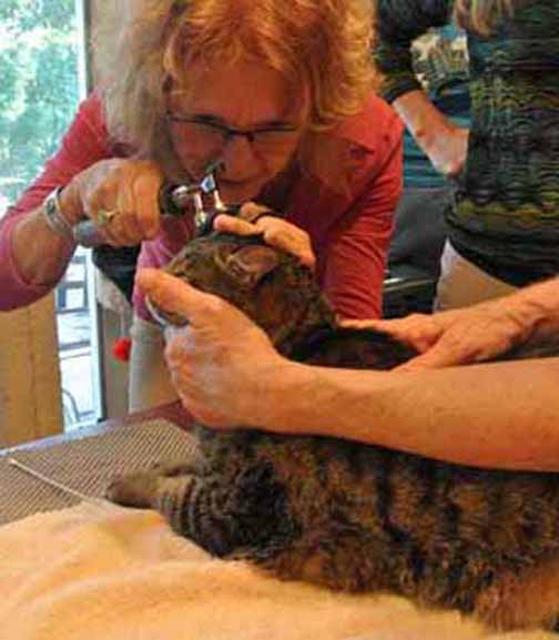 Arrgghh! Stop that nonsense. Remember my paw!