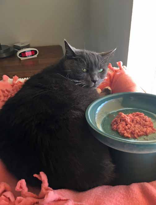 Savannah turbo boosted sizzling glare